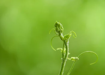 Regenerative Finance (ReFi) mang lại sự bền vững cho tiền mã hóa như thế nào?