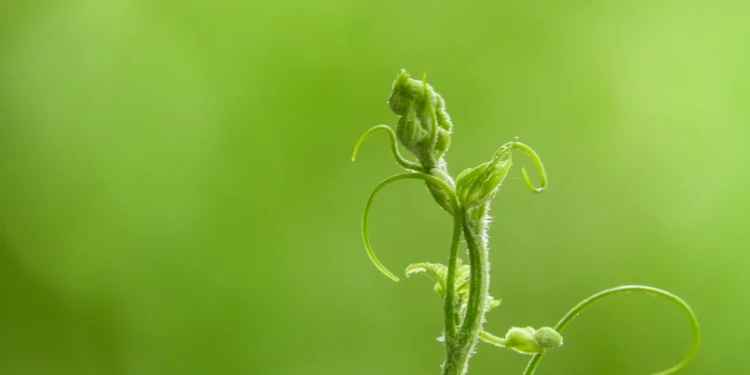 Regenerative Finance (ReFi) mang lại sự bền vững cho tiền mã hóa như thế nào?