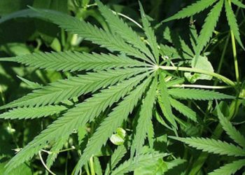 Mỹ: Blockchain được áp dụng để theo dõi cây cần sa