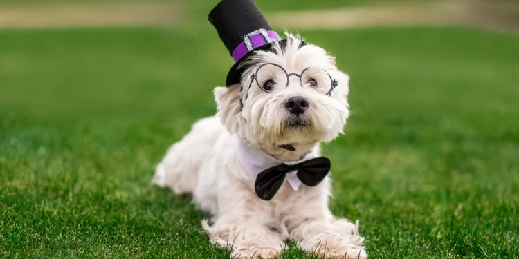 Dapr mở rộng khả năng hỗ trợ đại lý AI