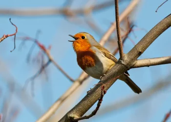 Google tích hợp Chirp 3 vào Vertex AI