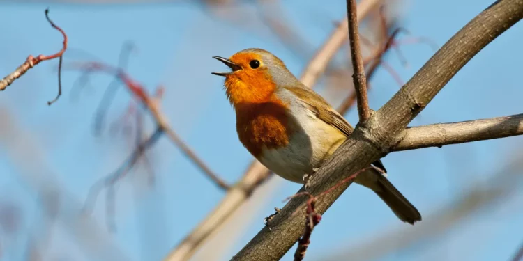 Google tích hợp Chirp 3 vào Vertex AI